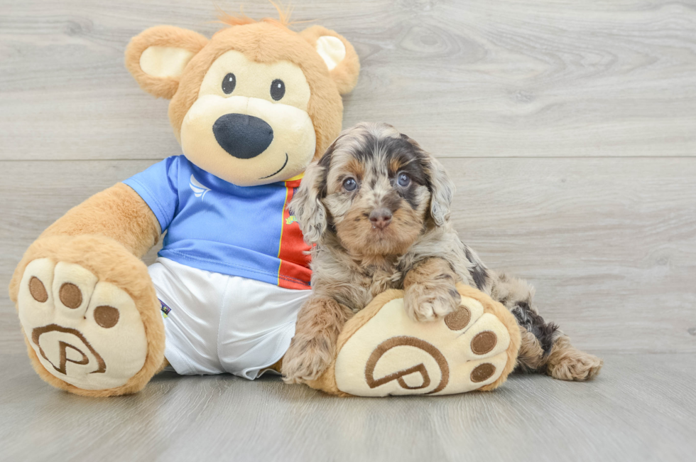 5 week old Cockapoo Puppy For Sale - Puppy Love PR