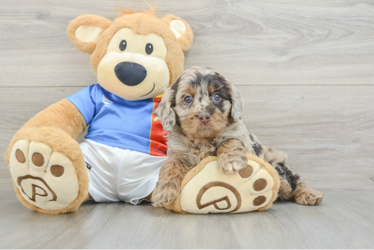 Meet Doja - our Cockapoo Puppy Photo 1/3 - Puppy Love PR Popular Cockapoo Poodle Mix Pup
