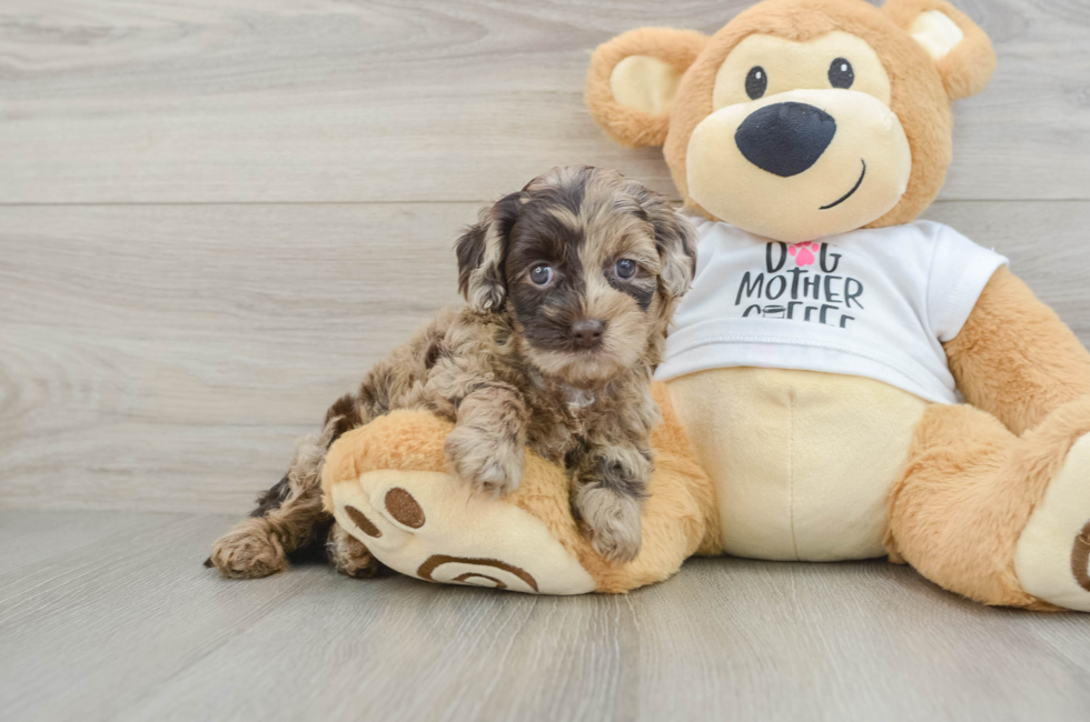 6 week old Cockapoo Puppy For Sale - Puppy Love PR
