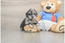 Best Cockapoo Baby