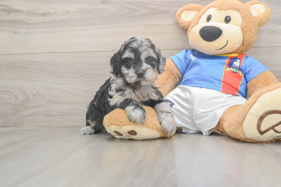 Best Cockapoo Baby
