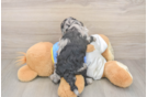 Playful Cocker Doodle Poodle Mix Puppy