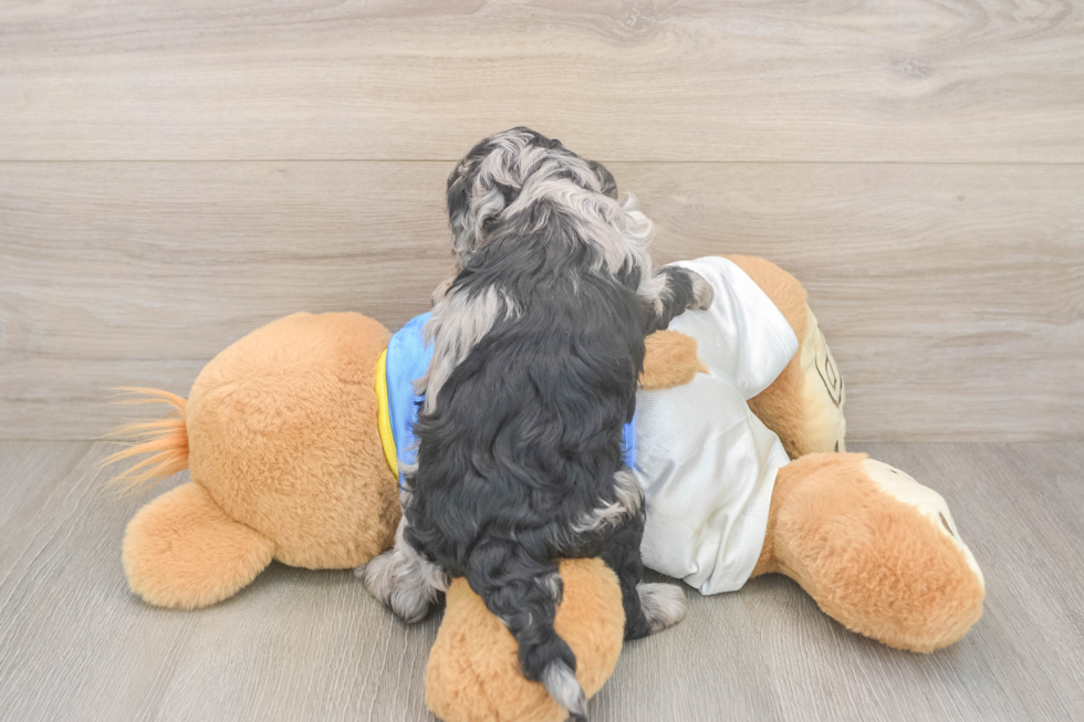 Playful Cocker Doodle Poodle Mix Puppy
