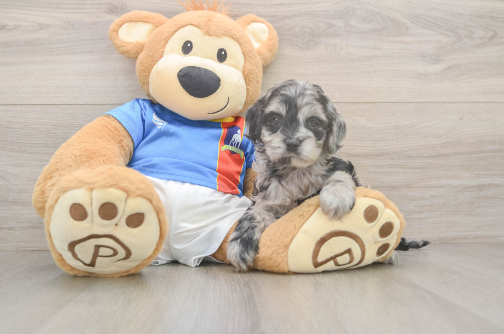 5 week old Cockapoo Puppy For Sale - Puppy Love PR