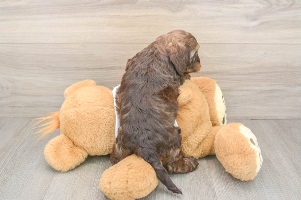 Energetic Cocker Doodle Poodle Mix Puppy