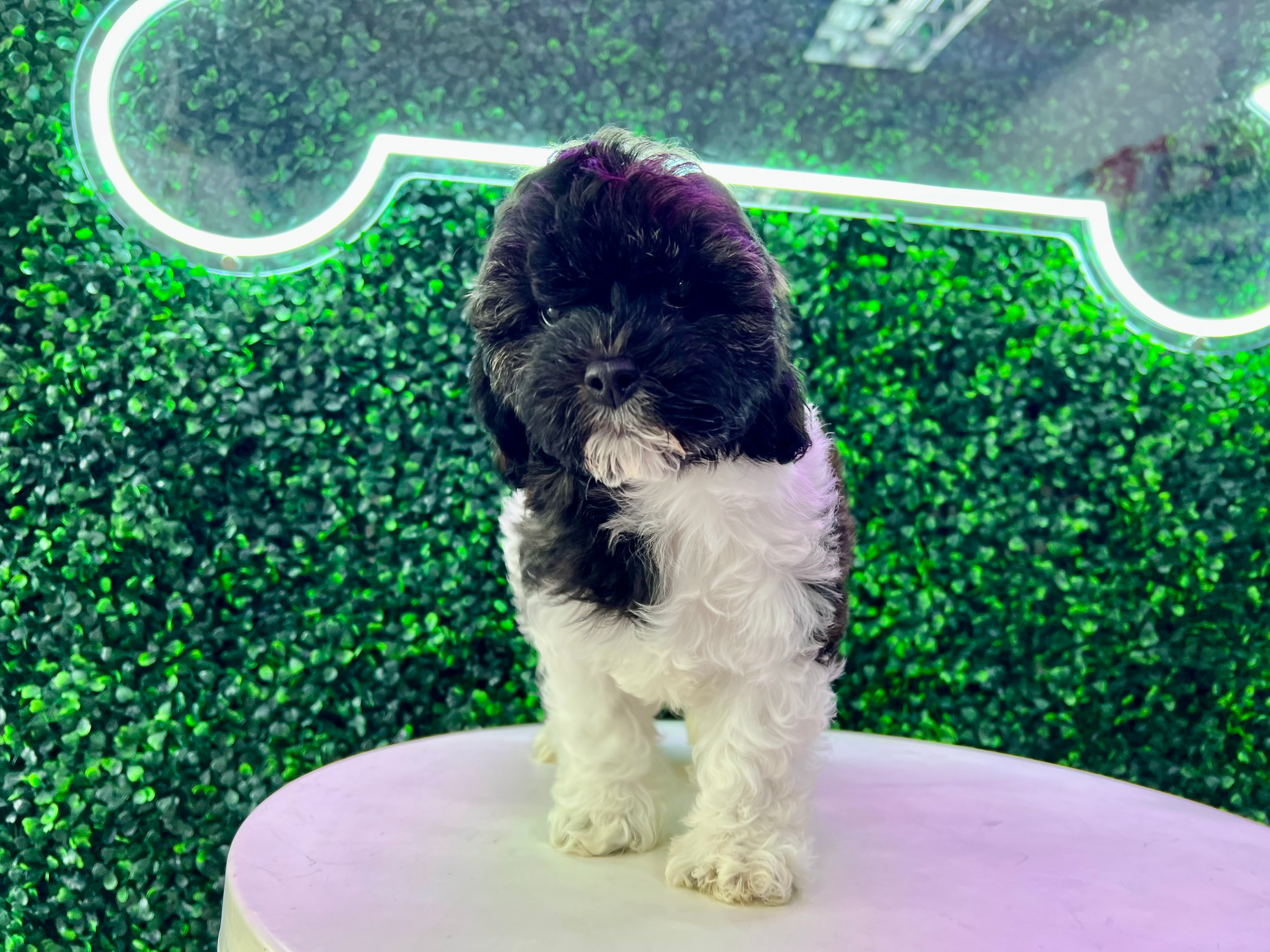 Cute Cockapoo Poodle Mix Pup