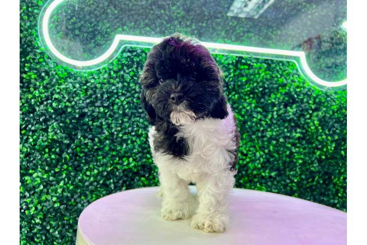 Meet Faith - our Cockapoo Puppy Photo 1/4 - Puppy Love PR Cute Cockapoo Poodle Mix Pup