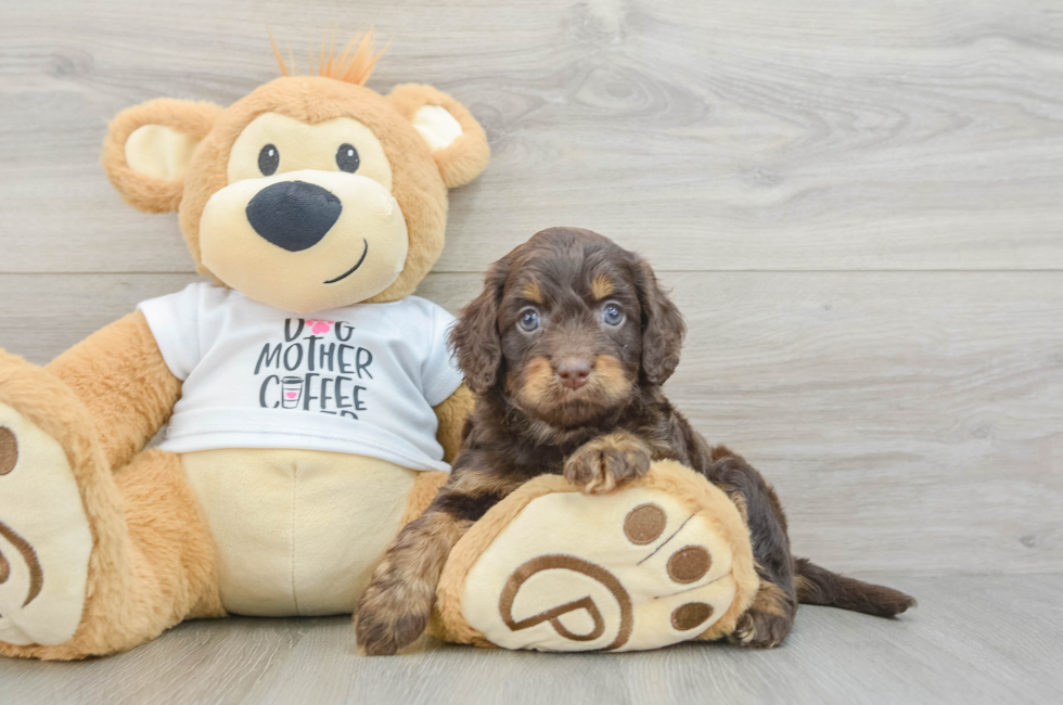 6 week old Cockapoo Puppy For Sale - Puppy Love PR