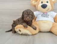 8 week old Cockapoo Puppy For Sale - Puppy Love PR