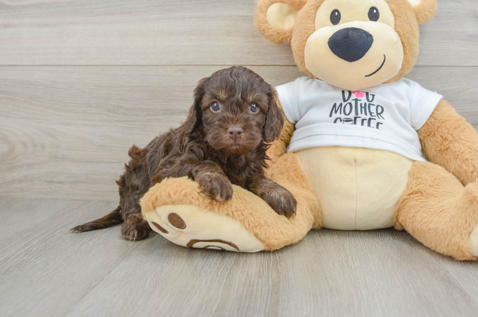 6 week old Cockapoo Puppy For Sale - Puppy Love PR
