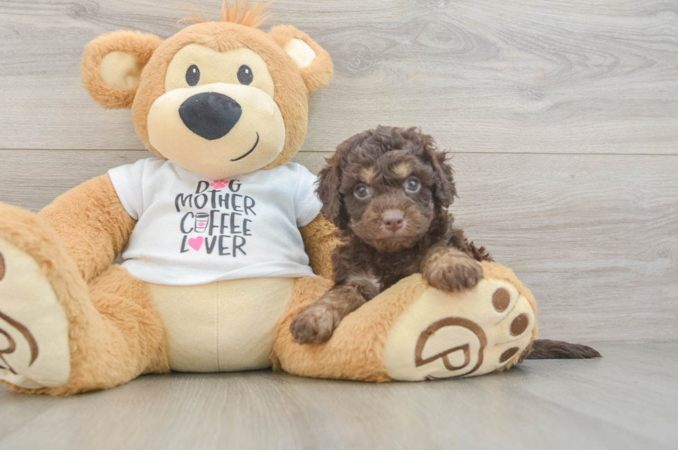 5 week old Cockapoo Puppy For Sale - Puppy Love PR