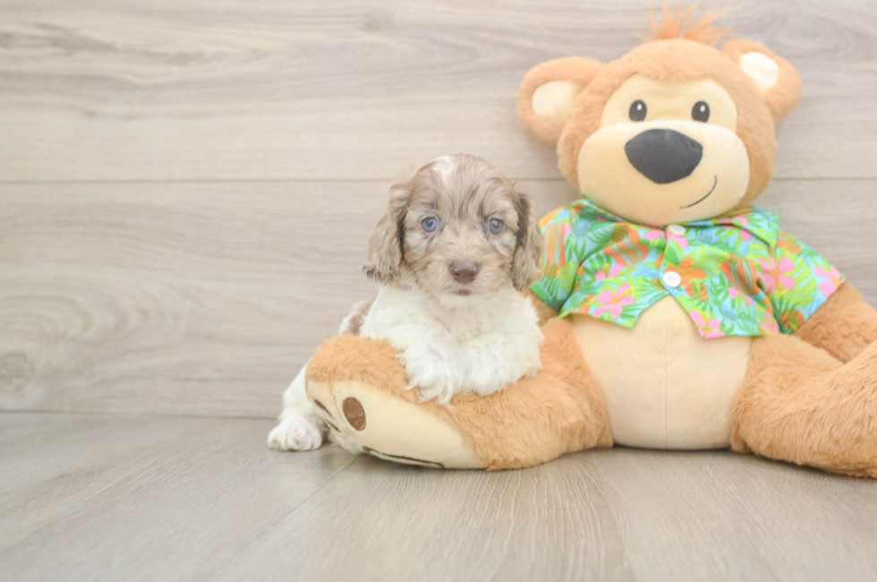 5 week old Cockapoo Puppy For Sale - Puppy Love PR