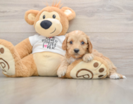 5 week old Cockapoo Puppy For Sale - Puppy Love PR