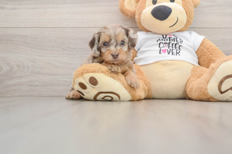 Friendly Cockapoo Baby