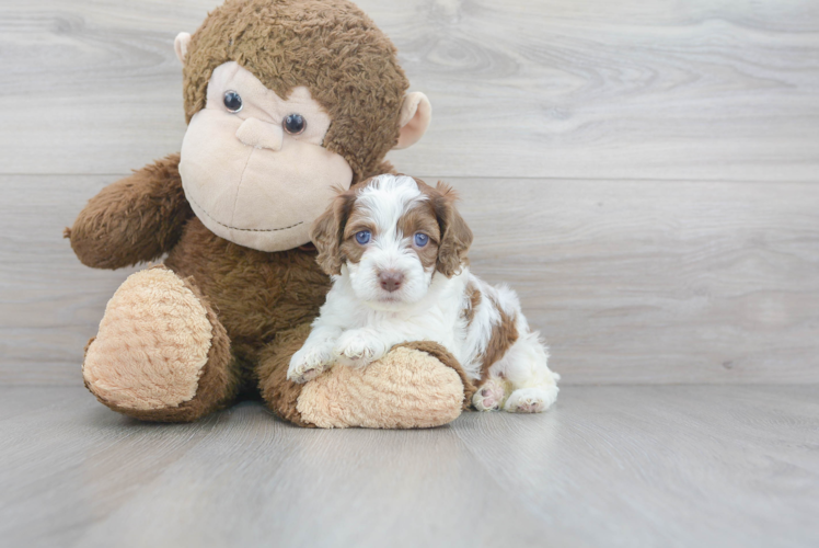 Cute Cockapoo Baby