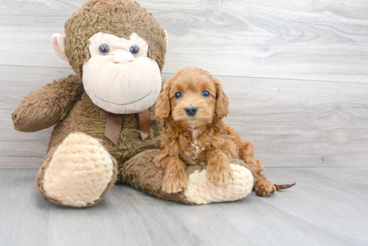 Cute Cockapoo Baby