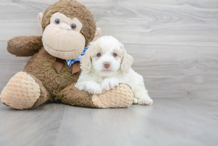 Cute Cockapoo Baby