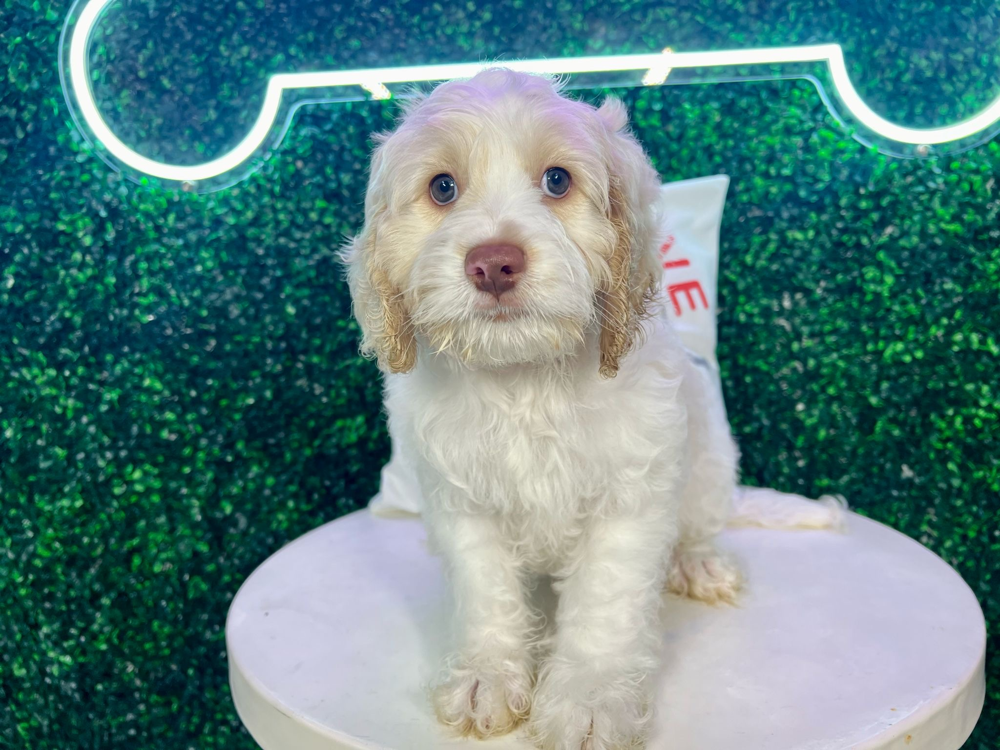 Cockapoo Puppy for Adoption
