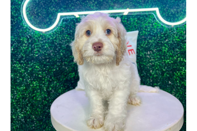 Meet Faraday - our Cockapoo Puppy Photo 1/4 - Puppy Love PR Cockapoo Puppy for Adoption