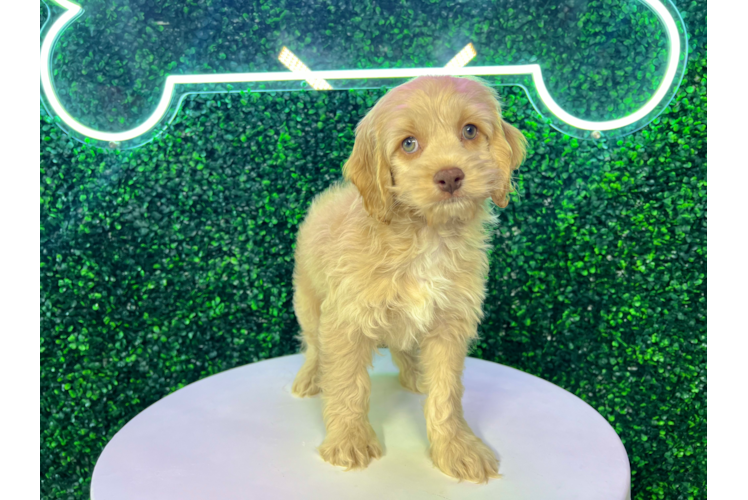 Cute Cockapoo Poodle Mix Pup