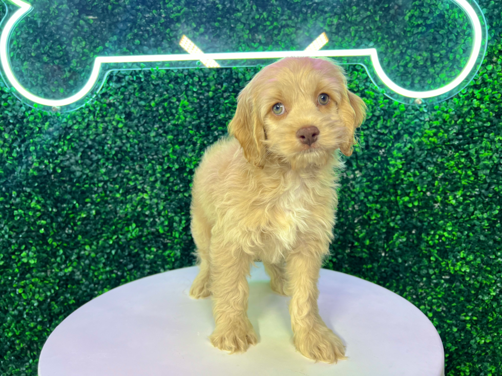 Cute Cockapoo Poodle Mix Pup