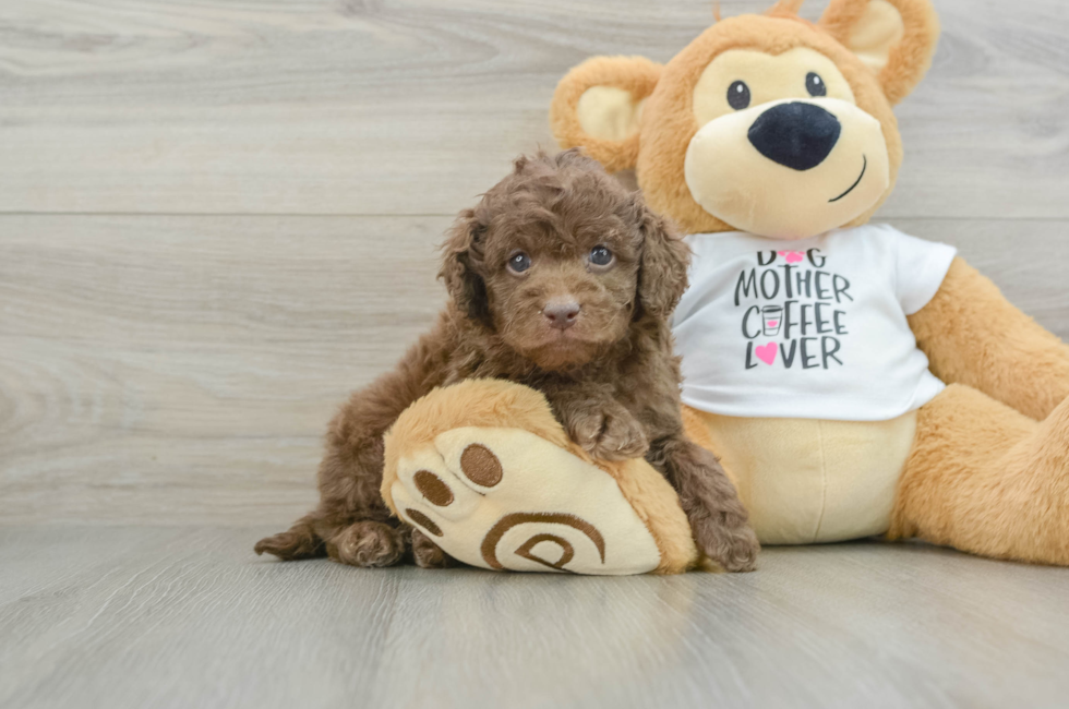 5 week old Cockapoo Puppy For Sale - Puppy Love PR