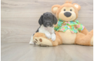 Cockapoo Puppy for Adoption