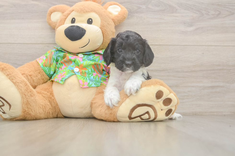 5 week old Cockapoo Puppy For Sale - Puppy Love PR