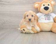 6 week old Cockapoo Puppy For Sale - Puppy Love PR