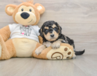 5 week old Cockapoo Puppy For Sale - Puppy Love PR