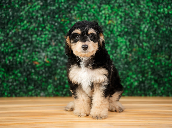 Cute Cockapoo Poodle Mix Pup
