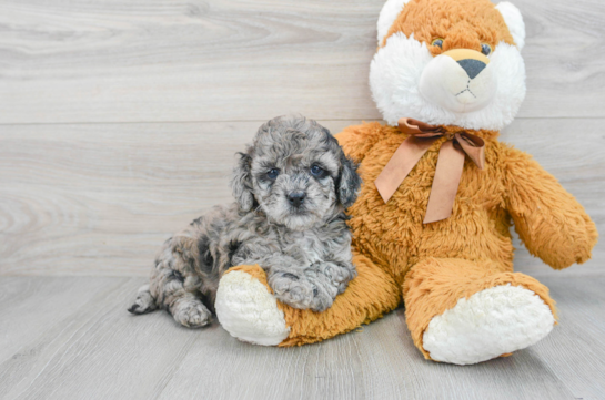 Funny Cockapoo Poodle Mix Pup