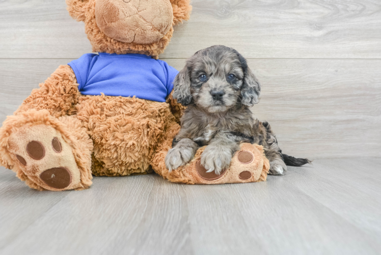 Meet Felicity - our Cockapoo Puppy Photo 1/3 - Puppy Love PR Funny Cockapoo Poodle Mix Pup