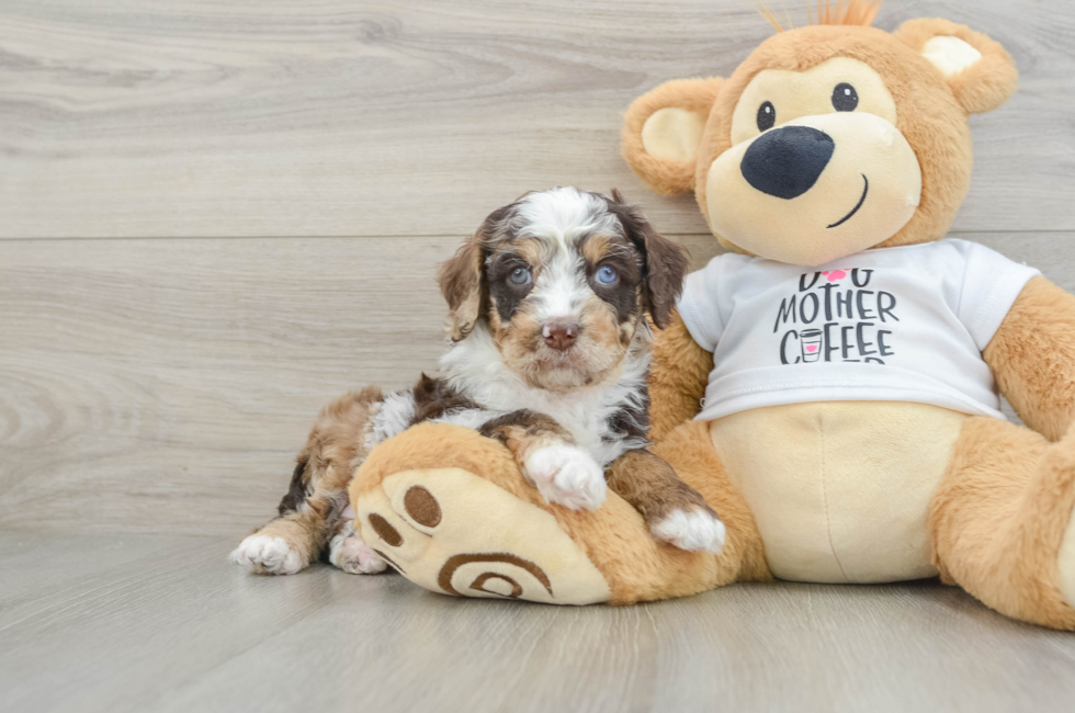 6 week old Cockapoo Puppy For Sale - Puppy Love PR