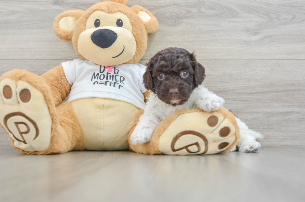 6 week old Cockapoo Puppy For Sale - Puppy Love PR