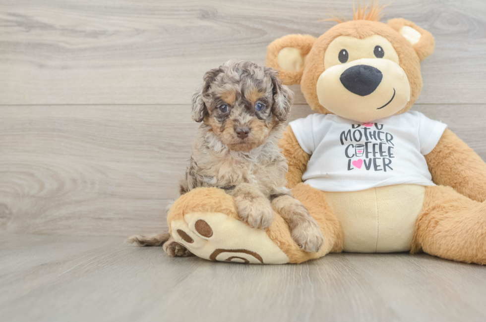 5 week old Cockapoo Puppy For Sale - Puppy Love PR