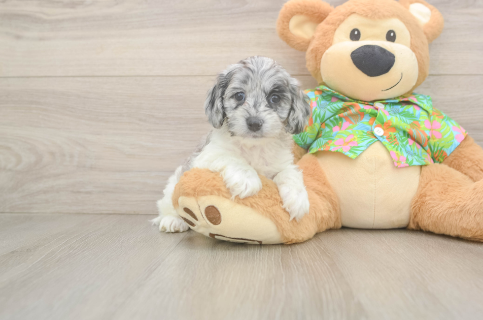 5 week old Cockapoo Puppy For Sale - Puppy Love PR