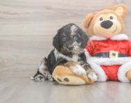 7 week old Cockapoo Puppy For Sale - Puppy Love PR