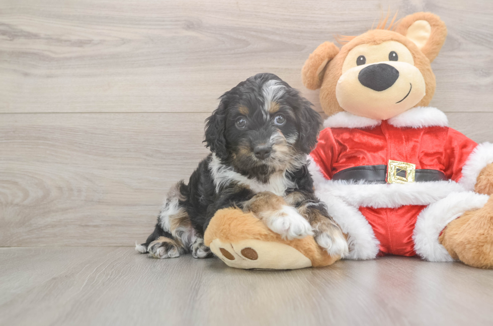 5 week old Cockapoo Puppy For Sale - Puppy Love PR