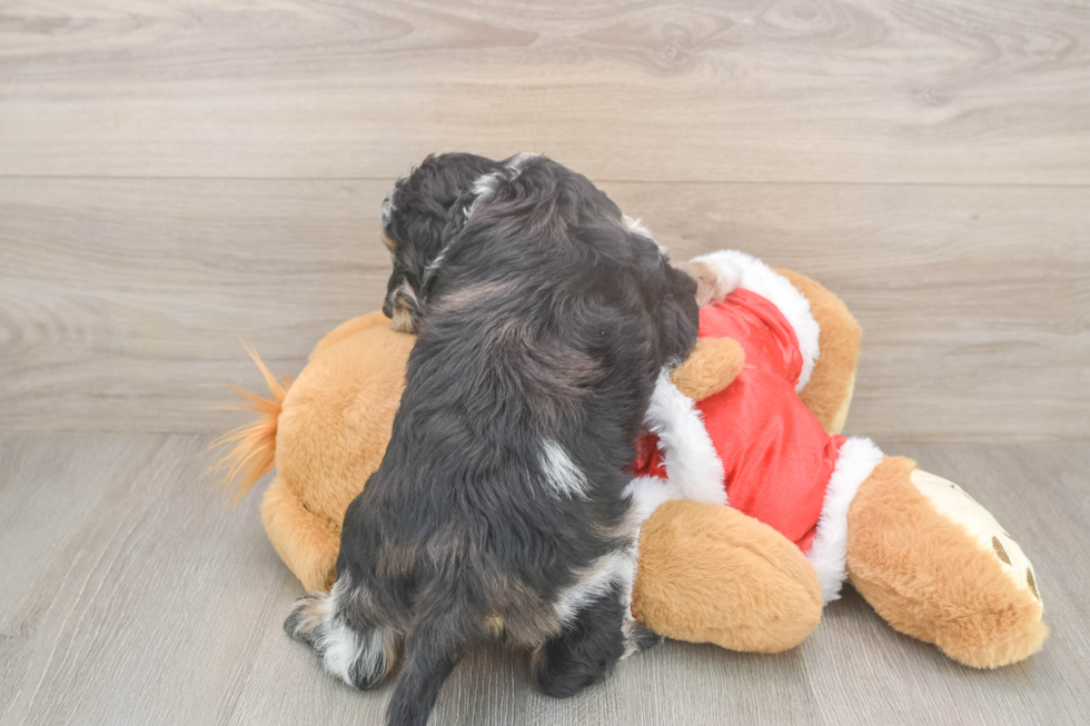 Popular Cockapoo Poodle Mix Pup