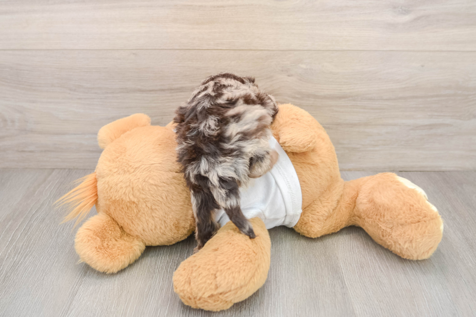 Cockapoo Puppy for Adoption