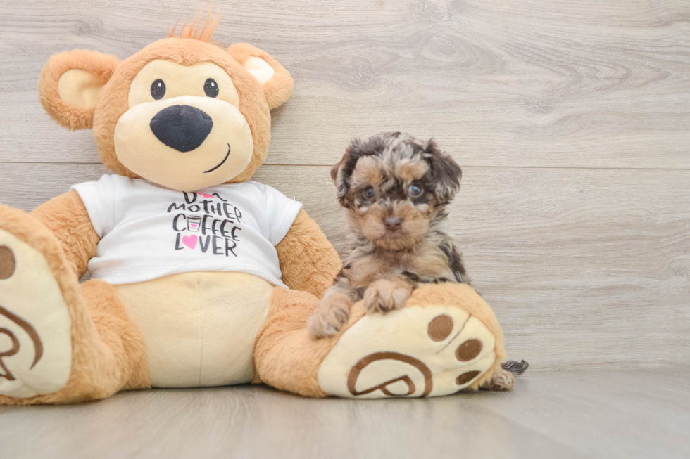 Cockapoo Pup Being Cute