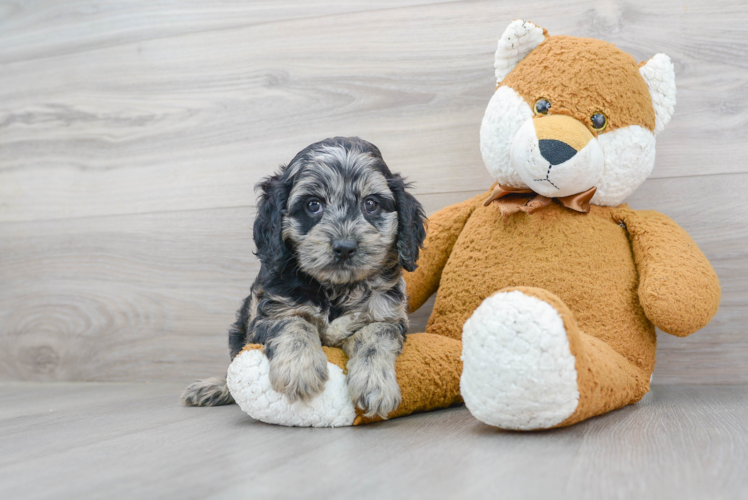 Cute Cockapoo Baby