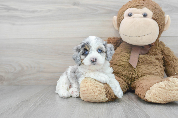 Popular Cockapoo Poodle Mix Pup