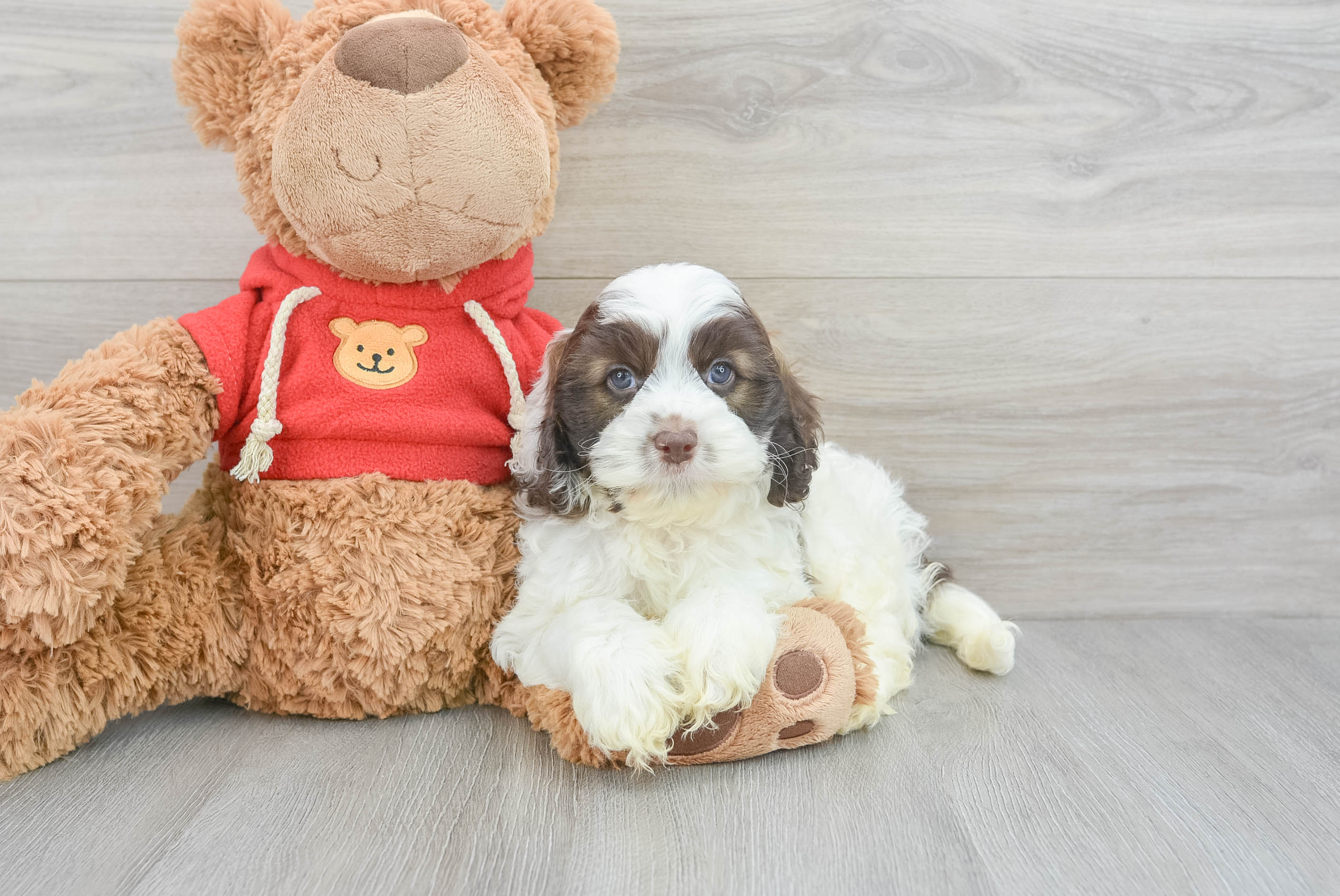 Cockapoo Pup Being Cute