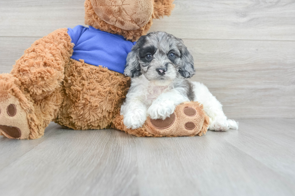 7 week old Cockapoo Puppy For Sale - Puppy Love PR