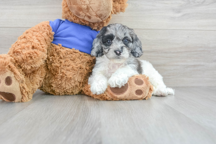 Meet Ferguson - our Cockapoo Puppy Photo 1/3 - Puppy Love PR Cockapoo Puppy for Adoption
