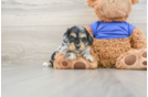 Friendly Cockapoo Baby