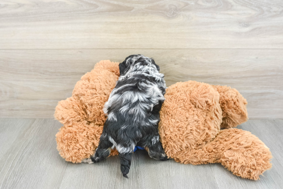 Cockapoo Pup Being Cute