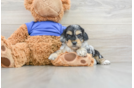 Cockapoo Pup Being Cute